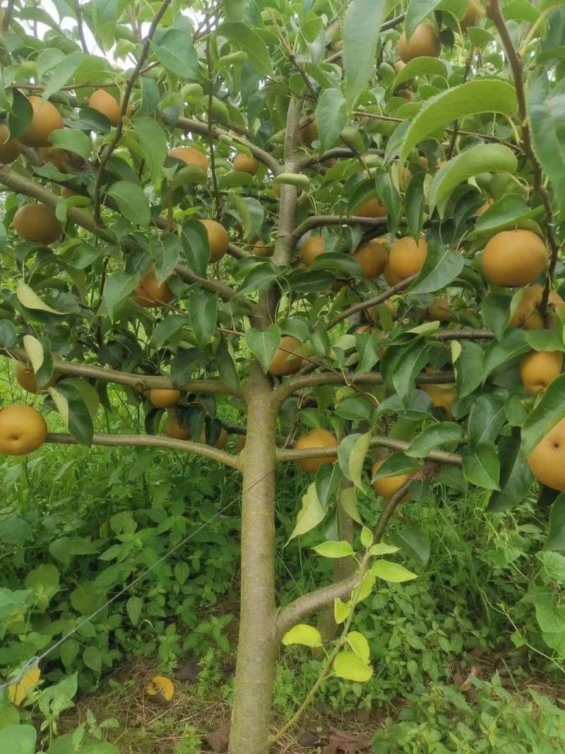 黄花梨翠冠梨基地供货量大从优，欢迎全国各地客户前来订购。