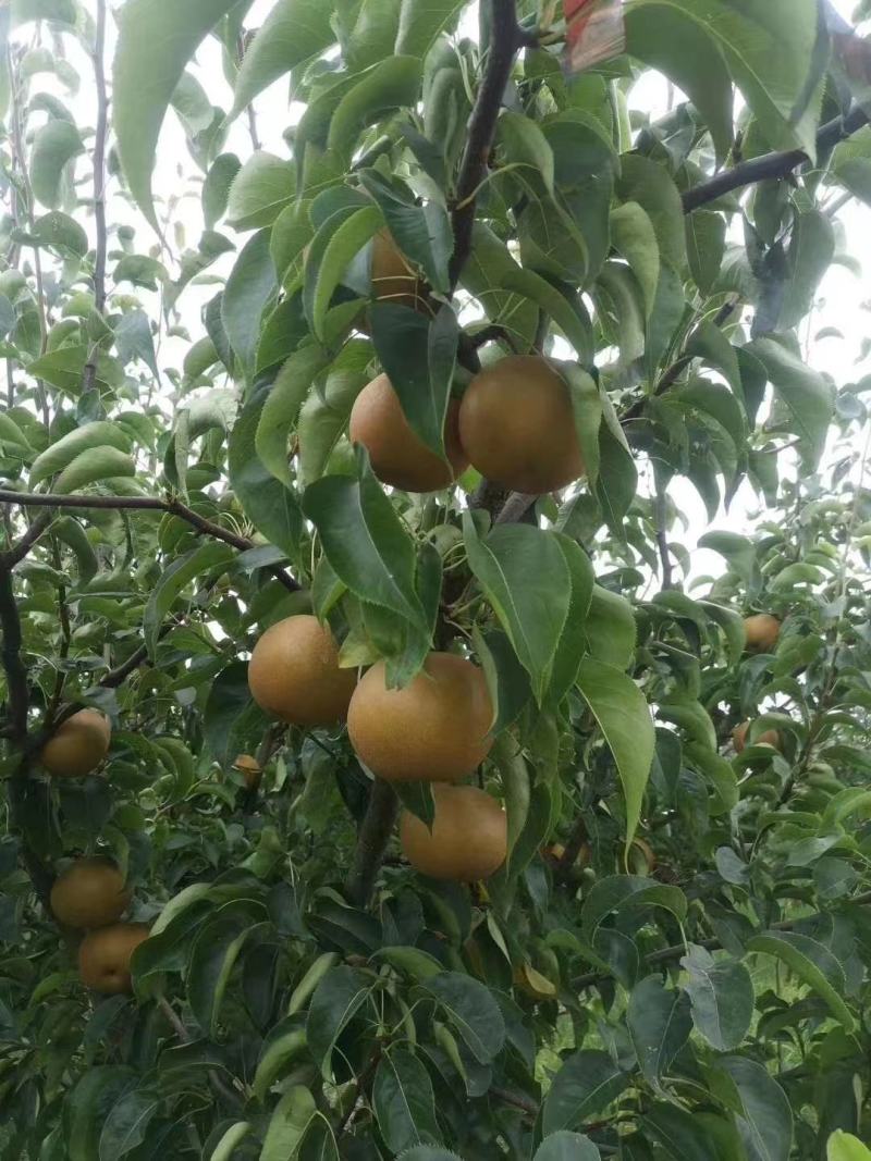 黄花梨翠冠梨基地供货量大从优，欢迎全国各地客户前来订购。