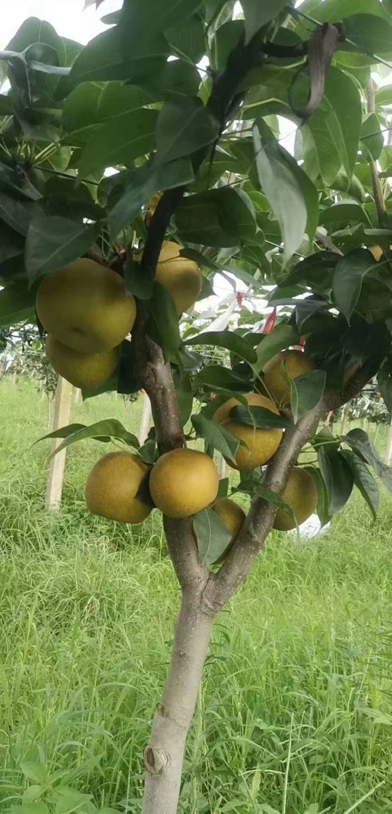 黄花梨翠冠梨基地供货量大从优，欢迎全国各地客户前来订购。