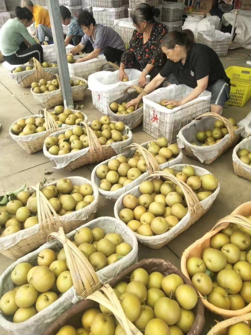 黄花梨翠冠梨基地供货量大从优，欢迎全国各地客户前来订购。