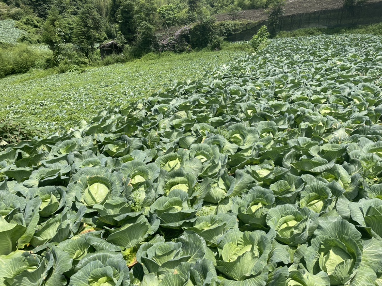 圆包菜整体植株展示