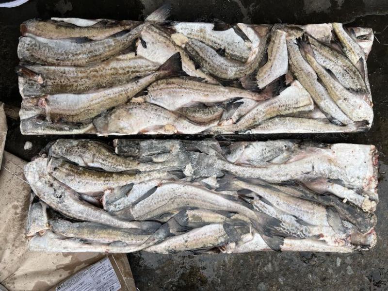 鳕鱼，板冻鳕鱼，品质高，原汁货，价格便宜，货源充足，