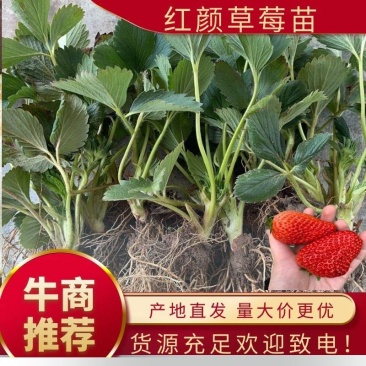 丹东草莓苗红颜草莓苗大量现货免费提供种植栽培技