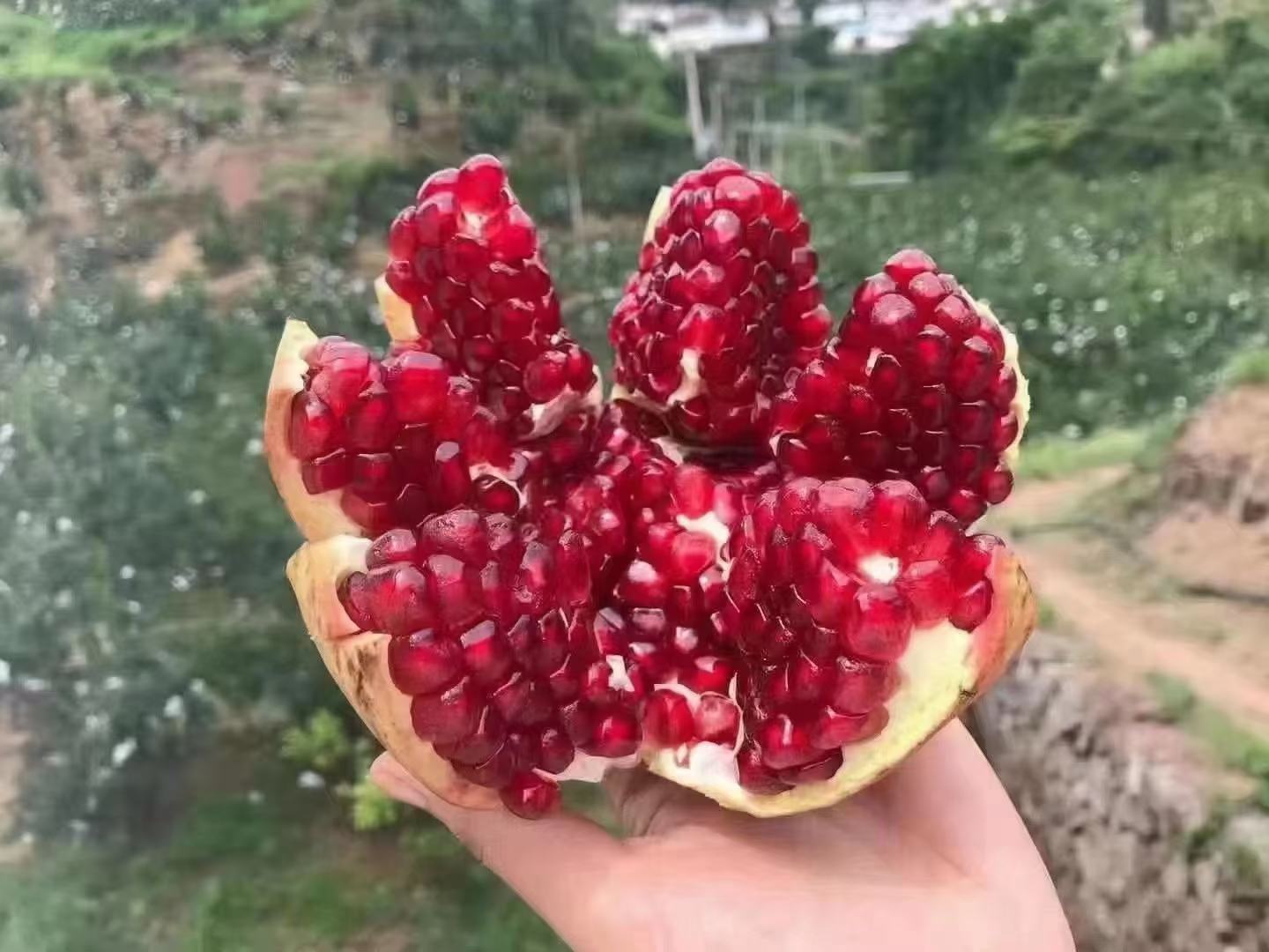 成熟的会理青皮石榴切开后露出晶莹剔透的果粒,果汁饱满,色泽诱人 会理青皮石榴特写图