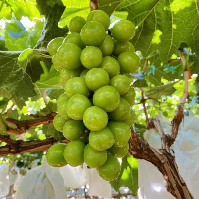 阳光玫瑰夏黑沪太陕西葡萄产地直发皮薄多汁