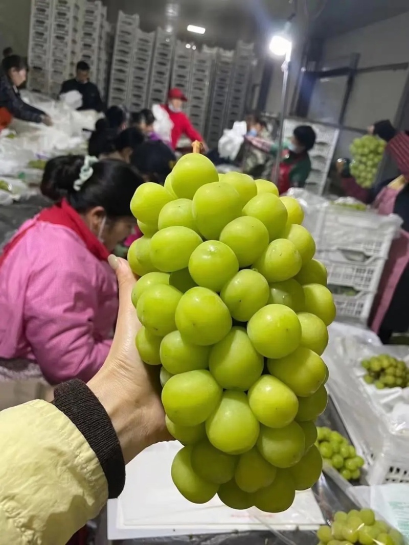 阳光玫瑰夏黑沪太陕西葡萄产地直发皮薄多汁