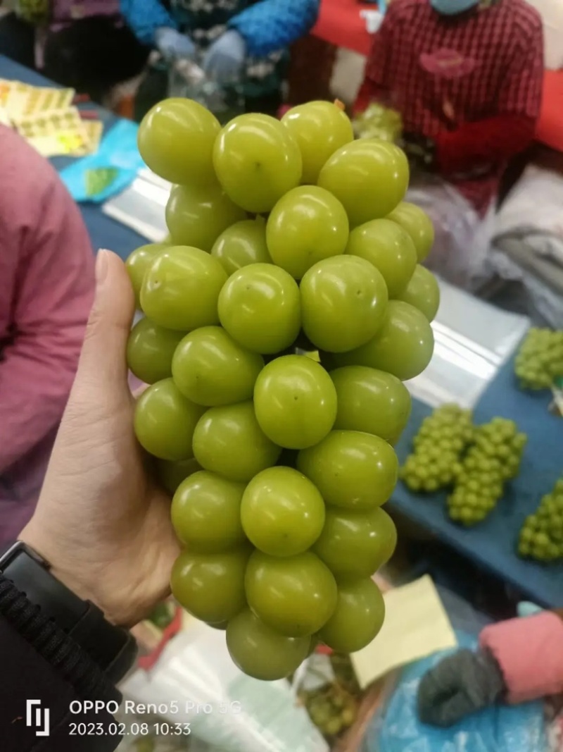 阳光玫瑰夏黑沪太陕西葡萄产地直发皮薄多汁