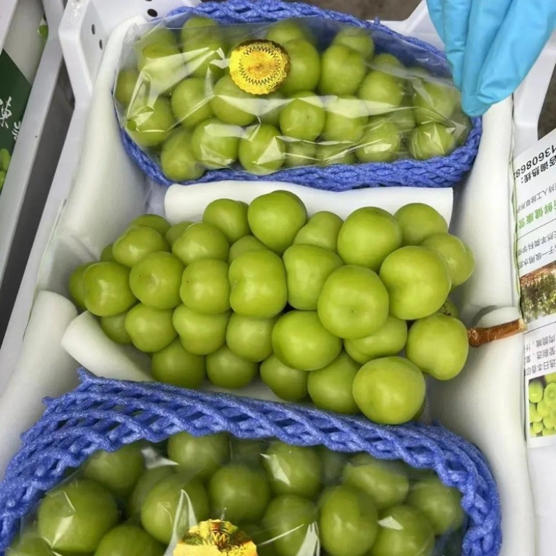 阳光玫瑰夏黑沪太陕西葡萄产地直发皮薄多汁