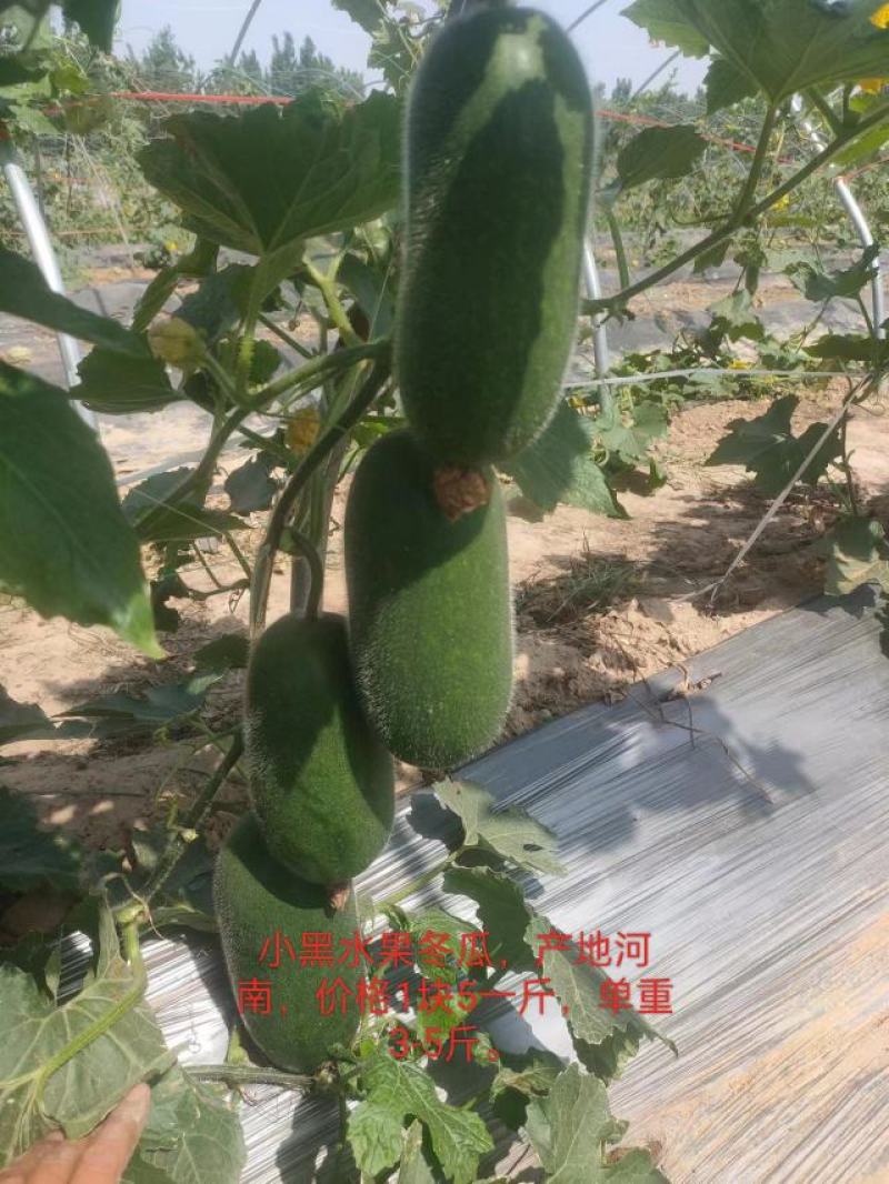 小黑水果冬瓜，毛节瓜，产地直发，保质保量，