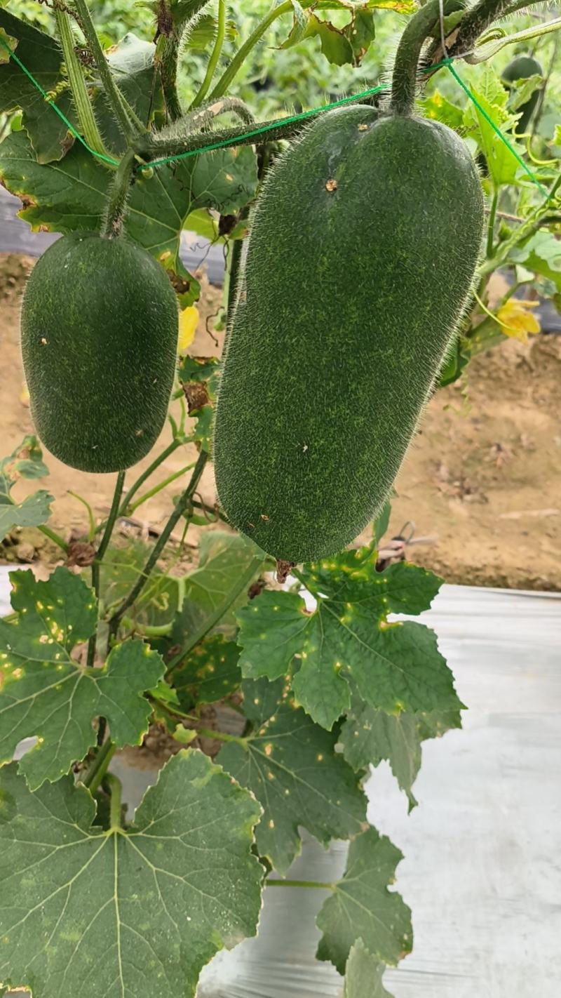 小黑水果冬瓜，毛节瓜，产地直发，保质保量，