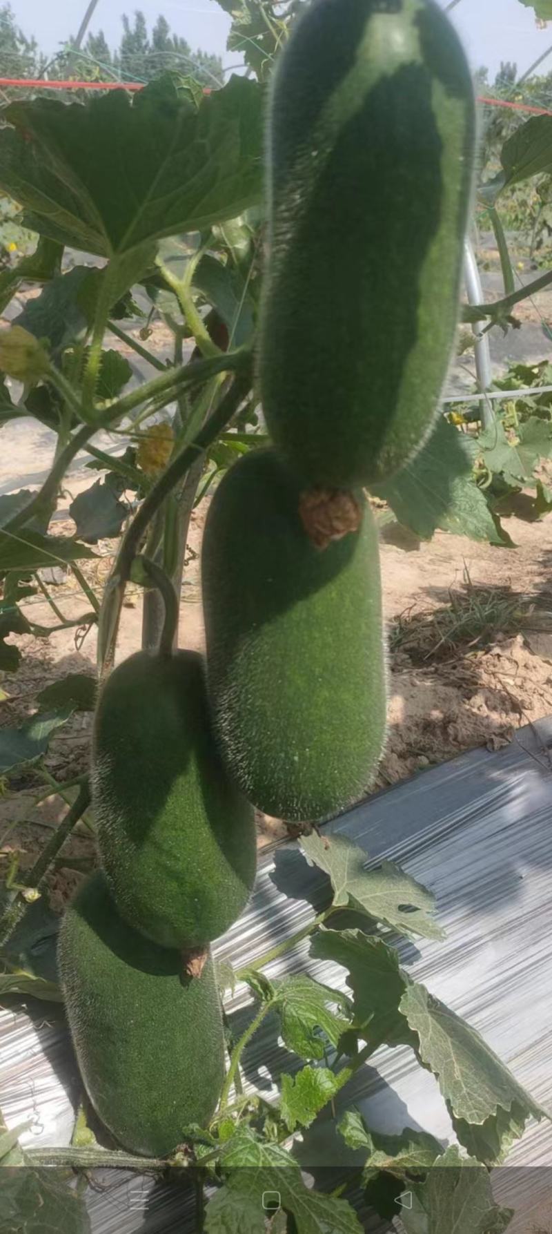 小黑水果冬瓜，毛节瓜，产地直发，保质保量，