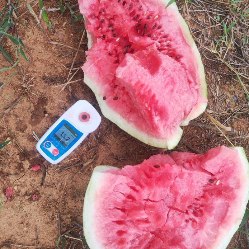 美都西瓜麒麟圆西瓜丽园大美龙黄土地种植一手货源