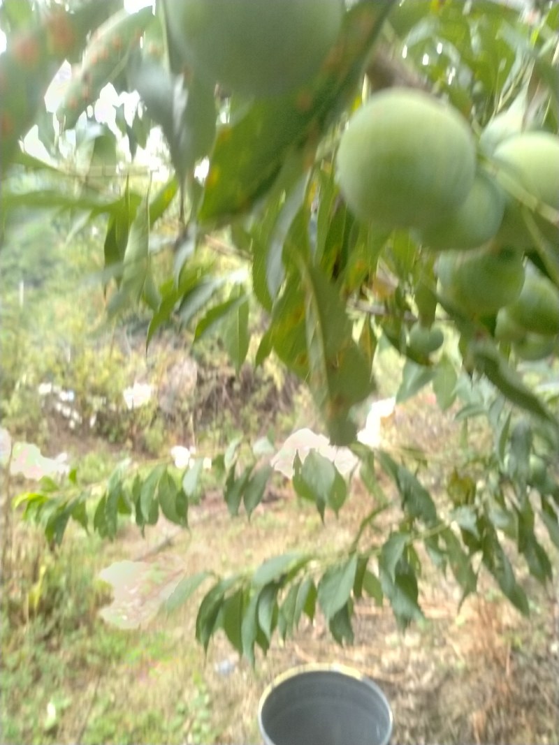 茂县脱骨青脆李，口感适中。货源充足