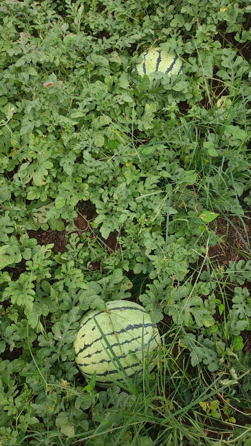 美都西瓜麒麟圆西瓜丽园大美龙黄土地种植一手货源