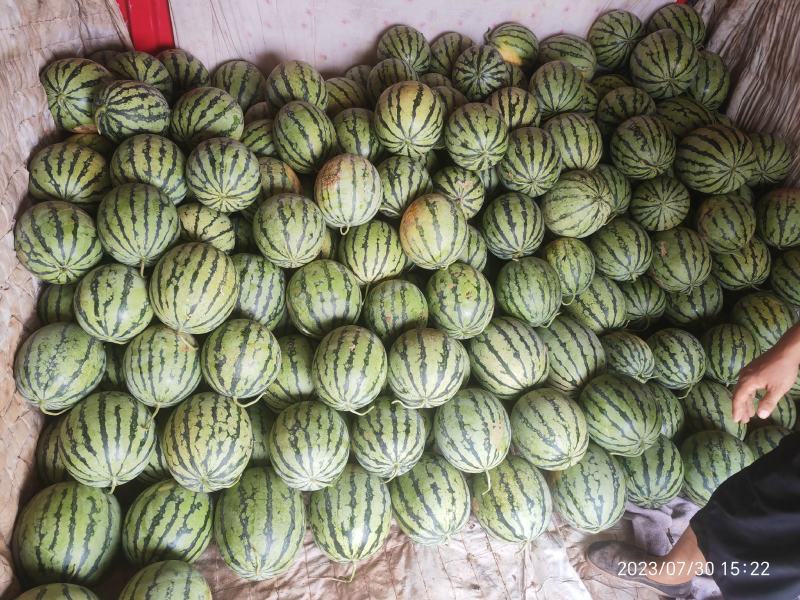 美都西瓜麒麟圆西瓜丽园大美龙黄土地种植一手货源