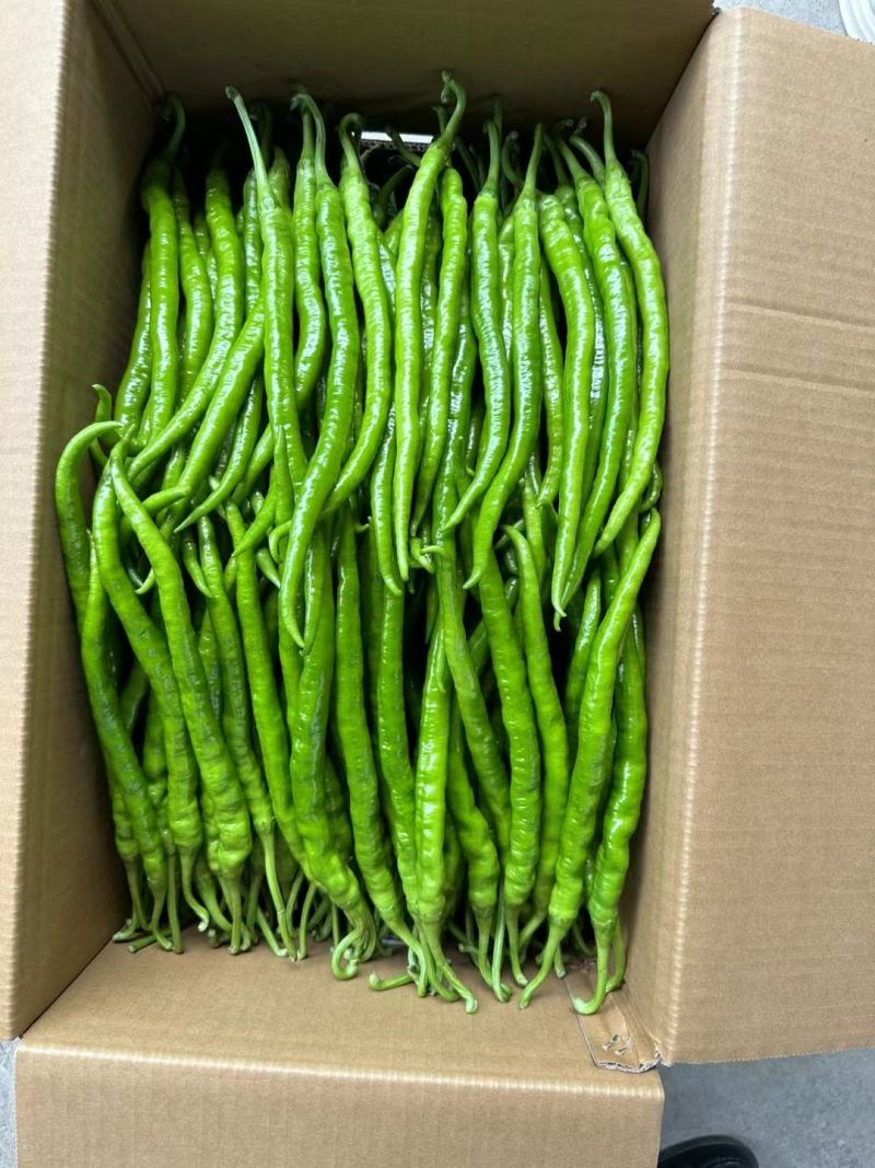 精品线椒目前大量有货