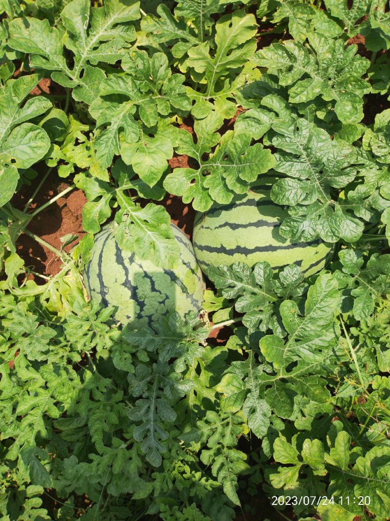 京欣系大红瓤西瓜大胖哥黄土地种植八斤起可带藤带叶