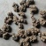 大量供应四川什邡川芎，量大货优，欢迎全国老板前来采购！
