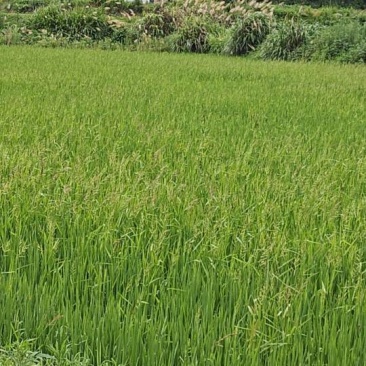 优质水稻，无农药，有机肥