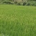 优质水稻，无农药，有机肥