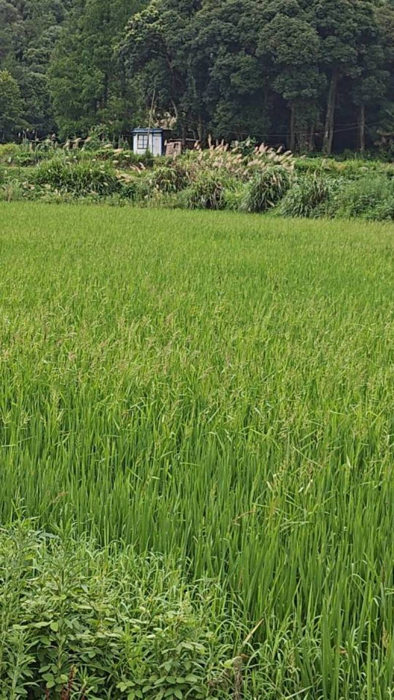 优质水稻，无农药，有机肥