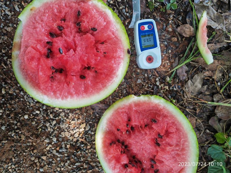 西瓜丽园美麒麟黄土地种植有机肥绿色食品八斤打底