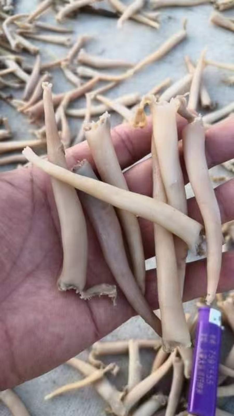 海笋贝，象拔蚌干。一手货源充足，丝也有，质量嘎嘎好！