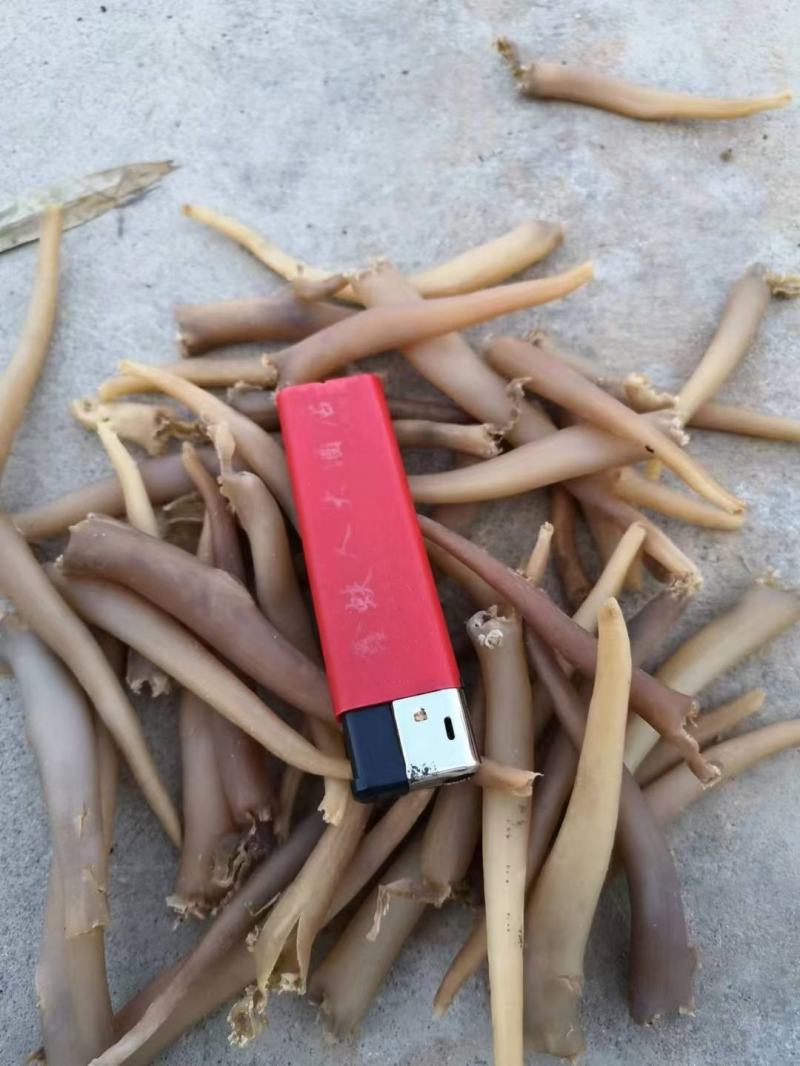 海笋贝，象拔蚌干。一手货源充足，丝也有，质量嘎嘎好！