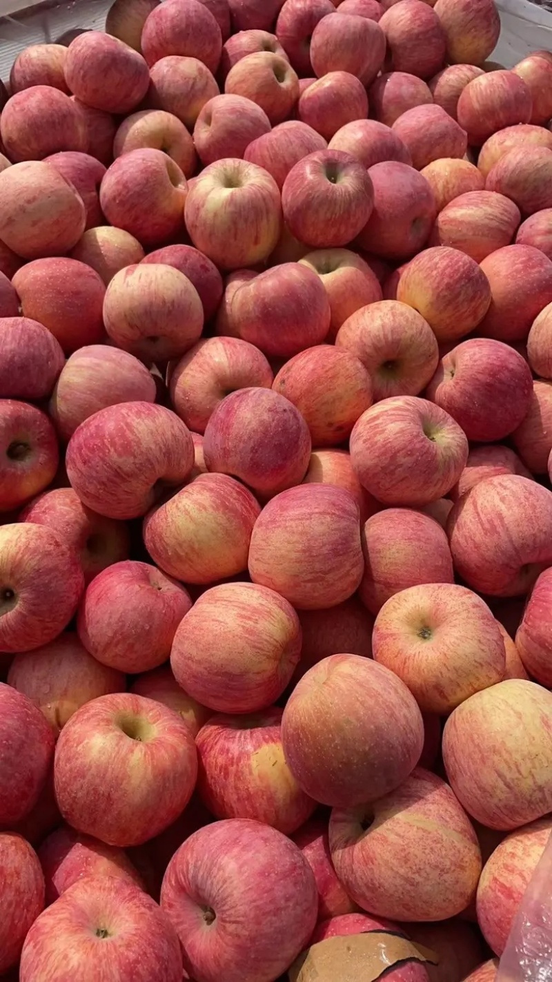 【苹果】山东红富士苹果皮薄多汁产地直发对接各大市场