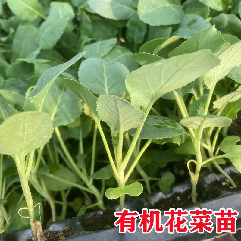 有机花菜苗50天收货大果实绿色营养