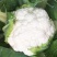 有机花菜苗50天收货大果实绿色营养
