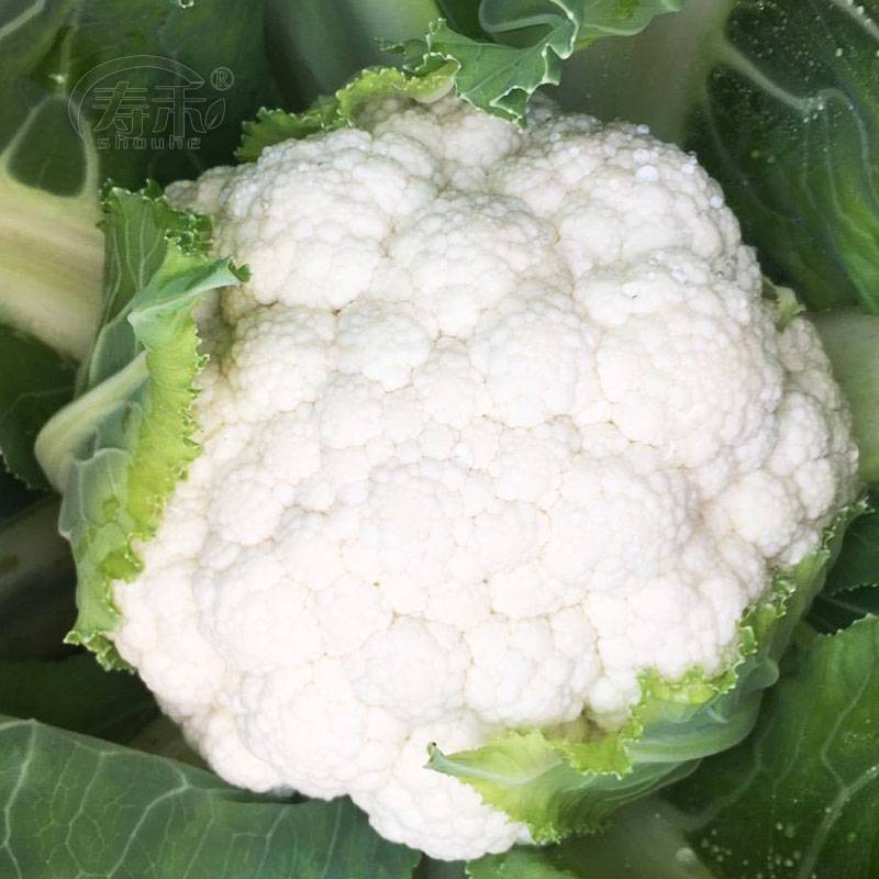 有机花菜苗50天收货大果实绿色营养