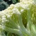 有机花菜苗50天收货大果实绿色营养