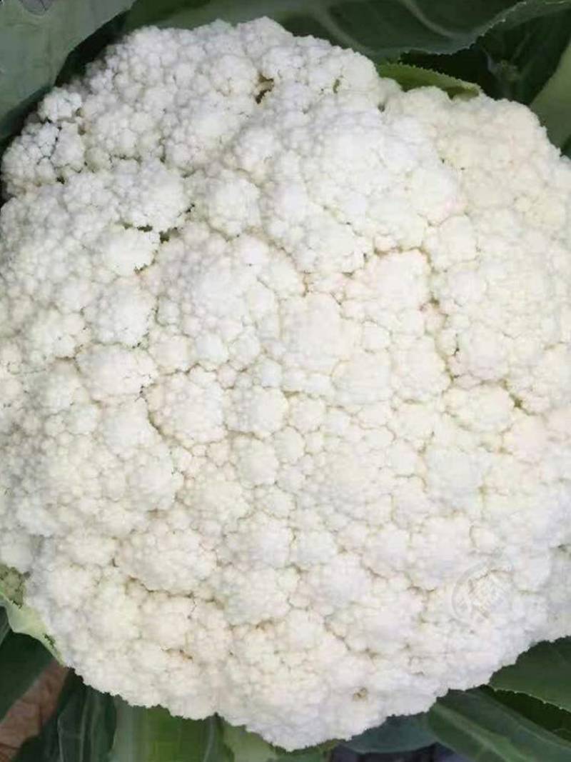 有机花菜苗50天收货大果实绿色营养