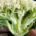 有机花菜苗50天收货大果实绿色营养