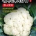 有机花菜苗50天收货大果实绿色营养