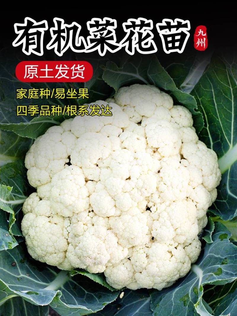 有机花菜苗50天收货大果实绿色营养