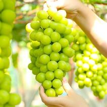 常德阳光玫瑰葡萄源头产地直发精品果大量供应全国超市批发市