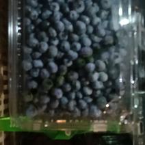 蓝莓次果