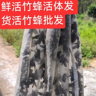 活竹蜂批发500只起0.8一只