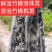 活竹蜂批发500只起0.8一只