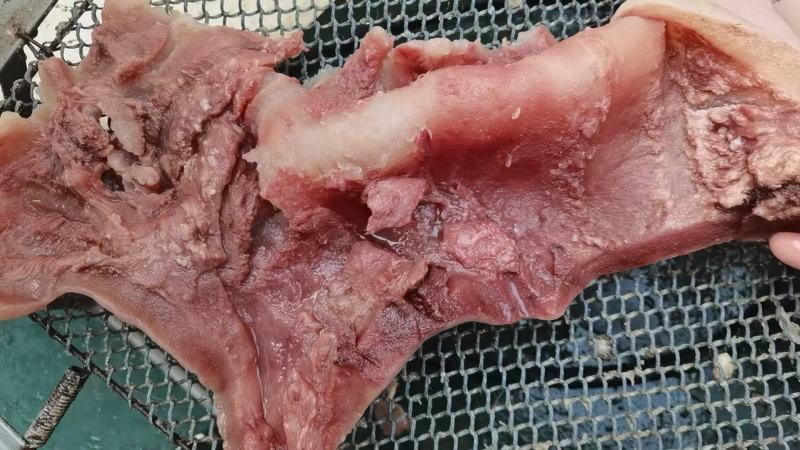 大公牛熟牛头皮五斤真空包装都是带着肉的清水煮制