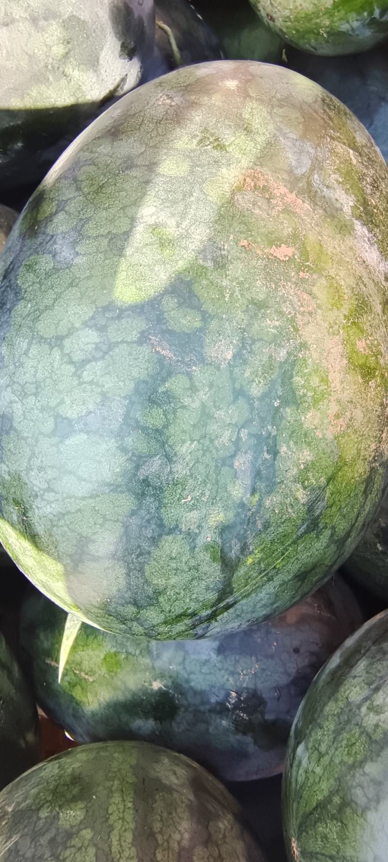 广西西瓜，产地大量批发，瓜甜，个头好看，代发全国