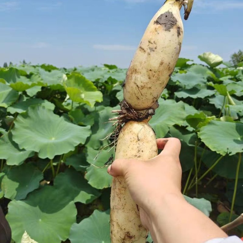 白莲粉藕，软糯香甜，自产自销，当天采摘当天发货