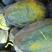 广西西瓜，产地大量批发，瓜甜，个头好看，代发全国