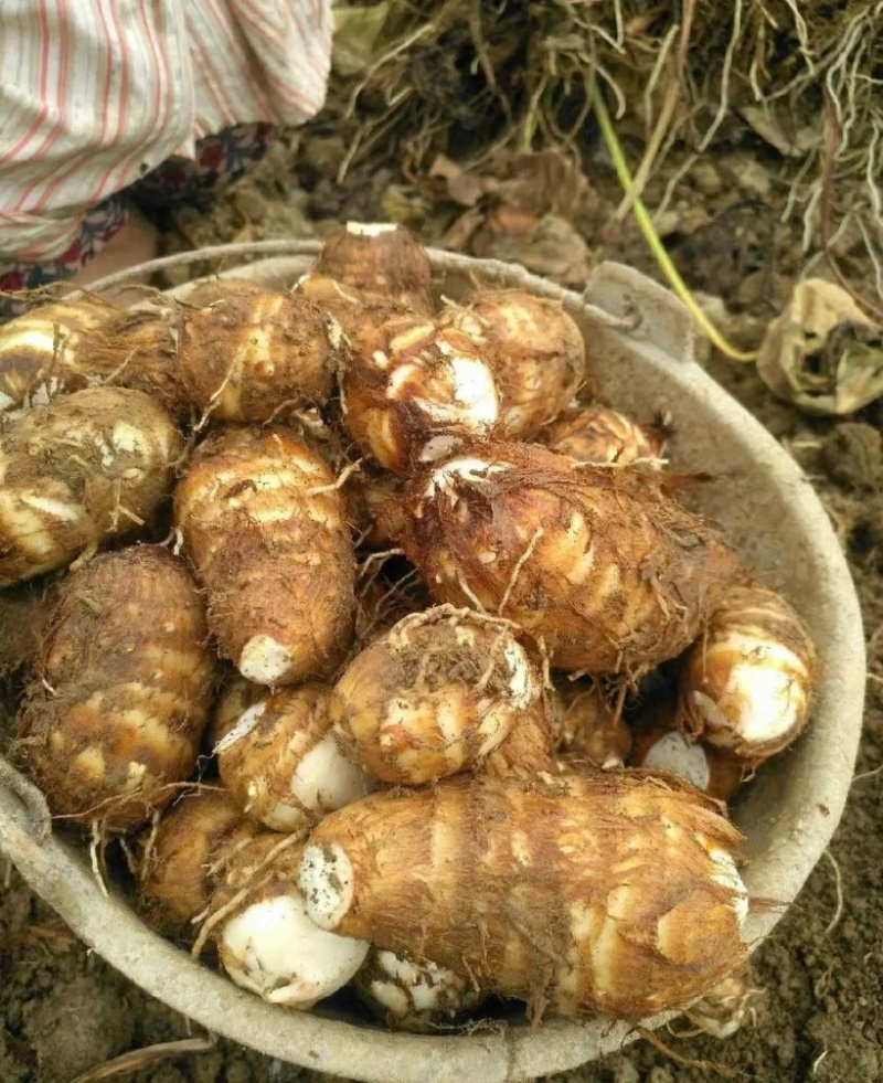 山东毛芋头精品芋头软糯香甜产地直发可视频看货