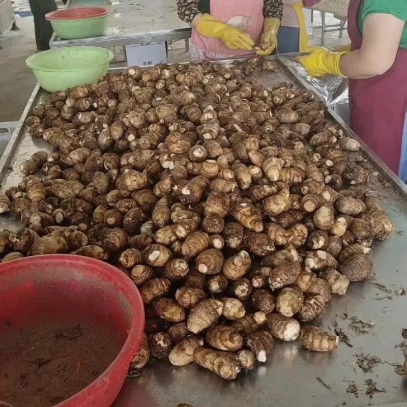 山东毛芋头精品芋头软糯香甜产地直发可视频看货