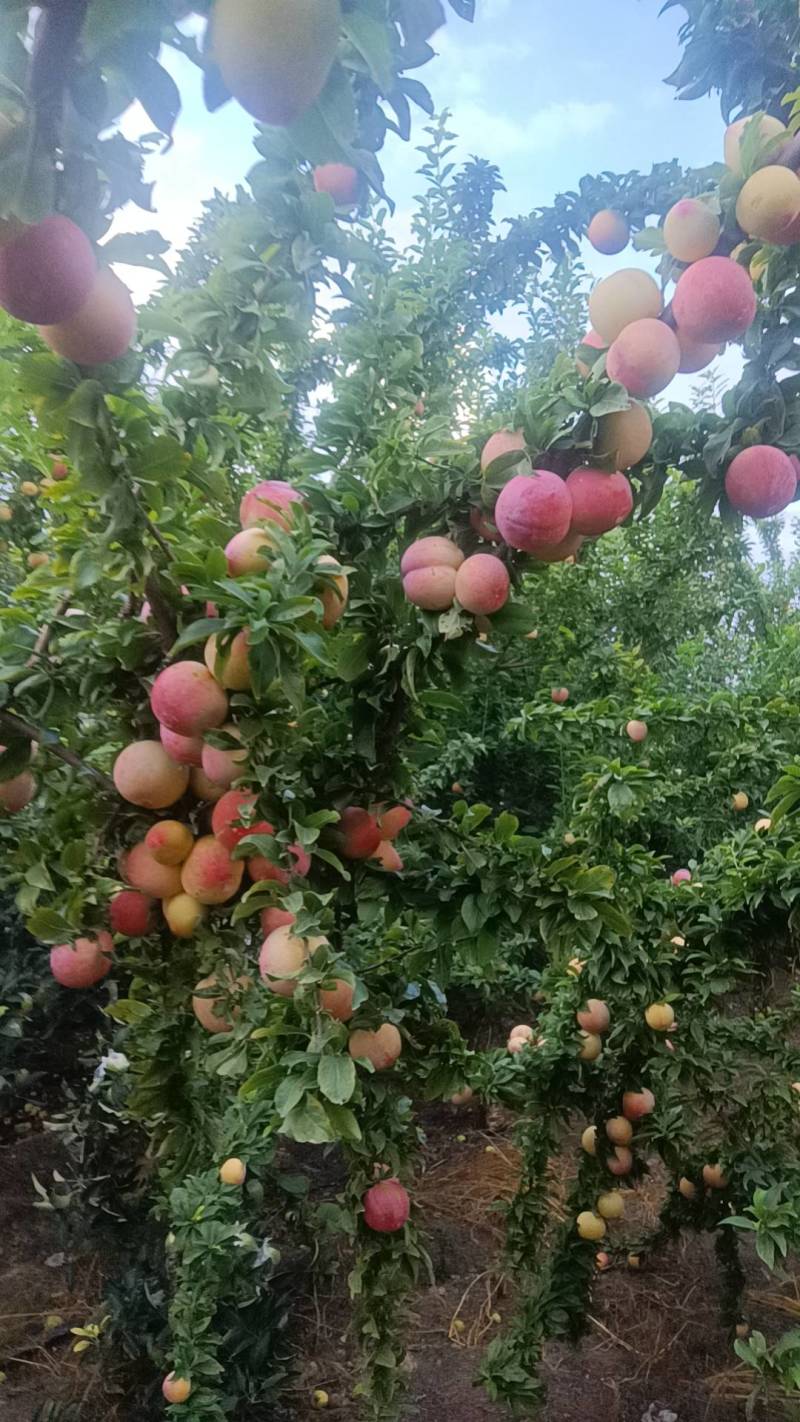 千味红李子