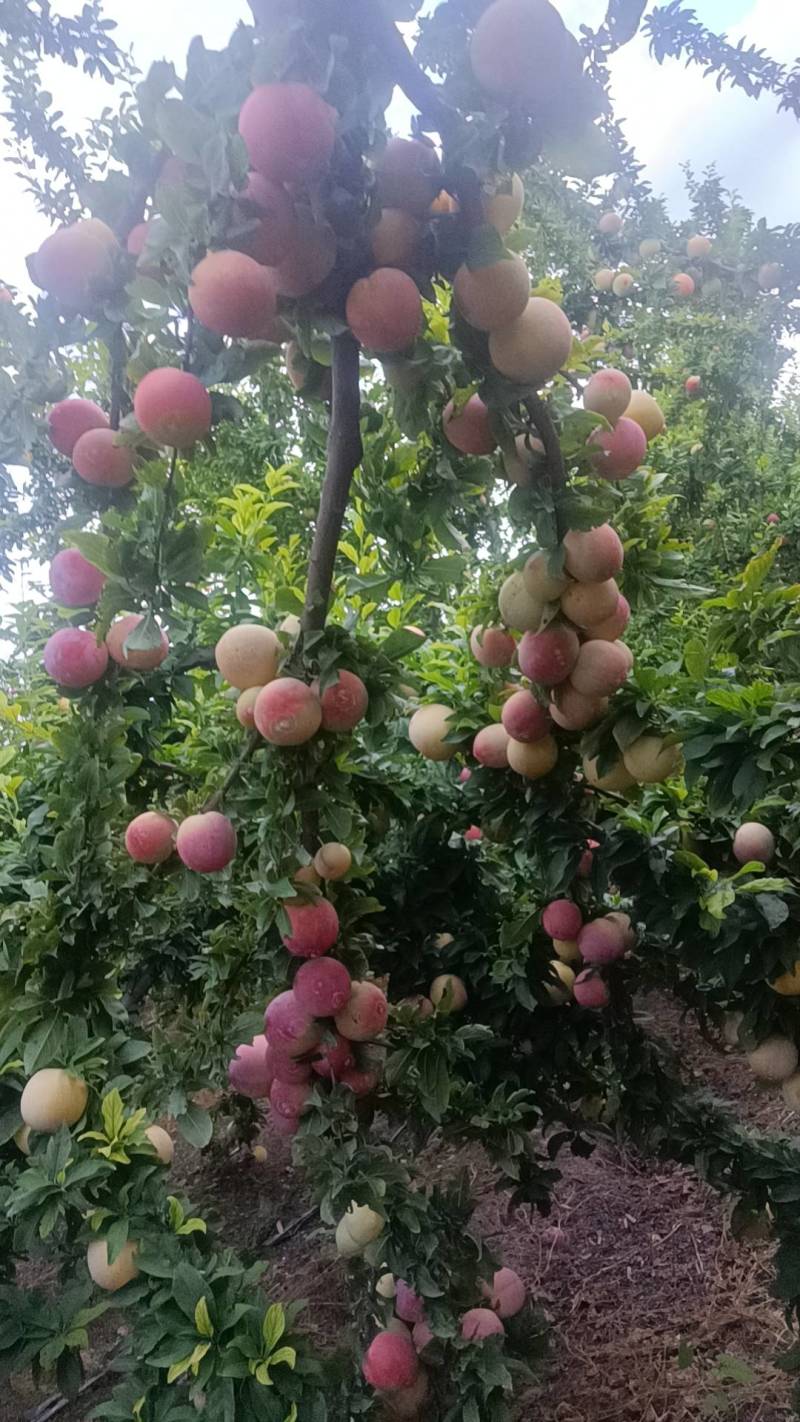 千味红李子