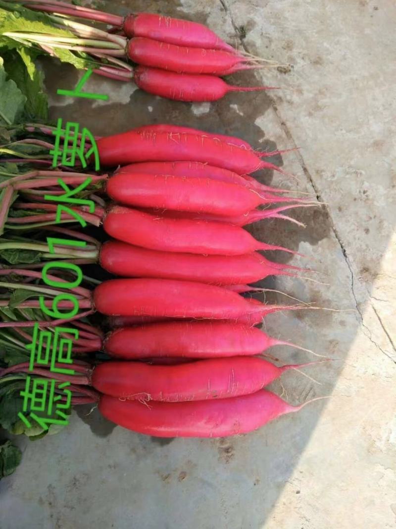 德高601水萝卜种子春秋速生皮色艳红含水量大红皮白肉萝卜